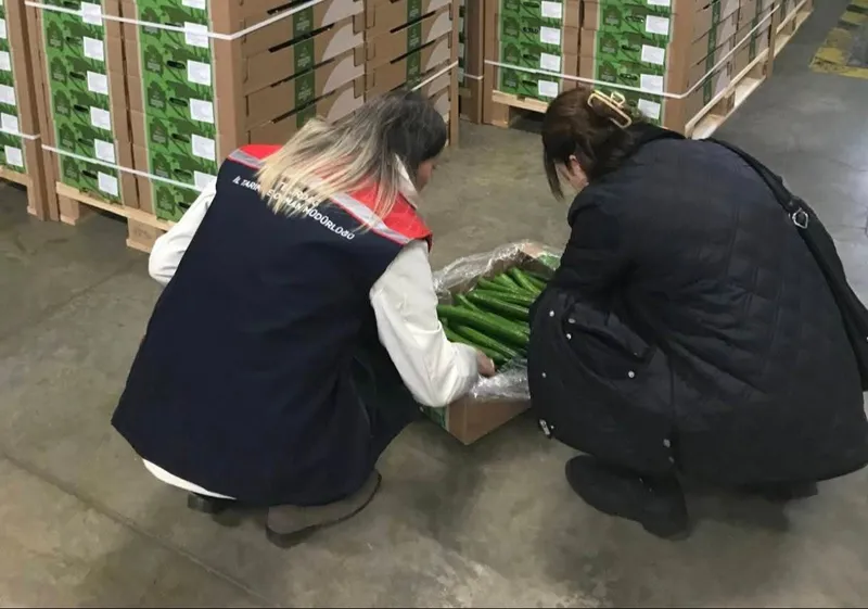 ÇORLU’DAN HOLLANDA’YA SALATALIK İHRACATI