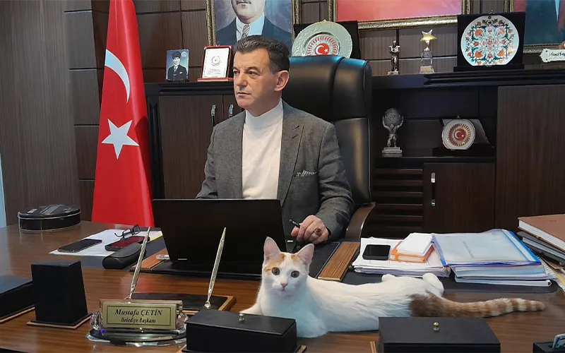 KAPAKLI’NIN EN ŞANS’LI KEDİSİ