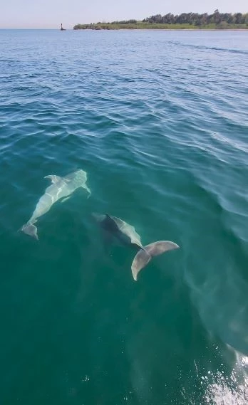 TEKİRDAĞ’DA BALIKÇI TEKNESİNE YUNUS SÜRPRİZİ