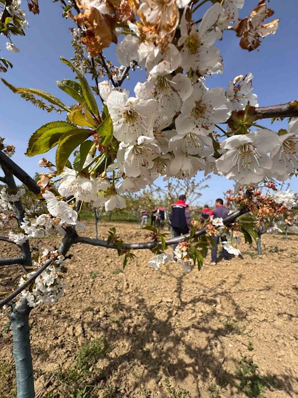 TEKİRDAĞ’DA DON ZARARIYLA İLGİLİ ÜRETİCİLER BİLGİLENDİRİLDİ