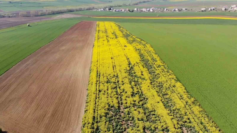 TARLA DEĞİL ADETA TABLO:TEKİRDAĞ’DA SARI BAHAR