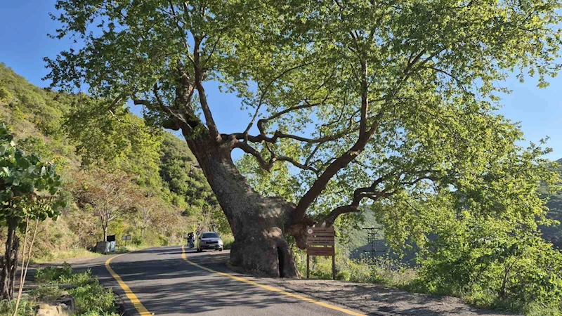 330 YILLIK ÇINAR: 2 DEVLET, 15 PADİŞAH, 12 CUMHURBAŞKANI GÖRDÜ
