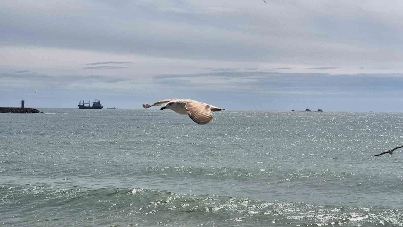 LİMANA HAPSOLDULAR: 5 GÜNDÜR ÇIKAMIYORLAR