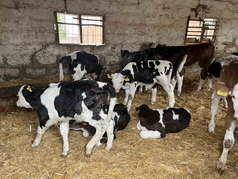 DEVLET DESTEĞİYLE GELEN BAŞARI: 5 BÜYÜKBAŞ HAYVANI 7 YILDA 86’YA ÇIKARDI