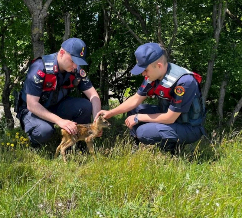 YAVRU KARACA KORUMA ALTINA ALINDI