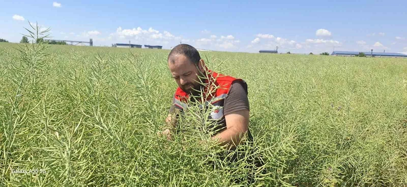 MURATLI’DA KANOLA TARLALARINDA GÜVE TEHLİKESİ