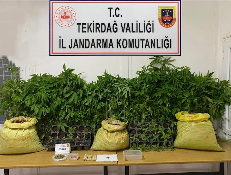 TEKİRDAĞ’DA JANDARMADAN UYUŞTURUCU OPERASYONLARI: ÇOK SAYIDA MADDE ELE GEÇİRİLDİ