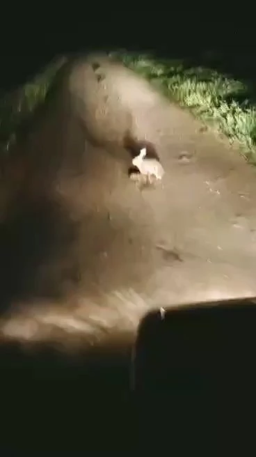 KORKMADI, KAÇMADI... ANA YÜREĞİ KORKU TANIMAZ