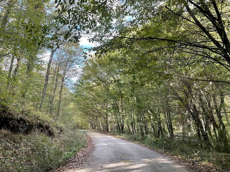 KIRKLARELİ’NDE ORMANLARA GİRİŞ 177 GÜN SÜREYLE YASAKLANDI