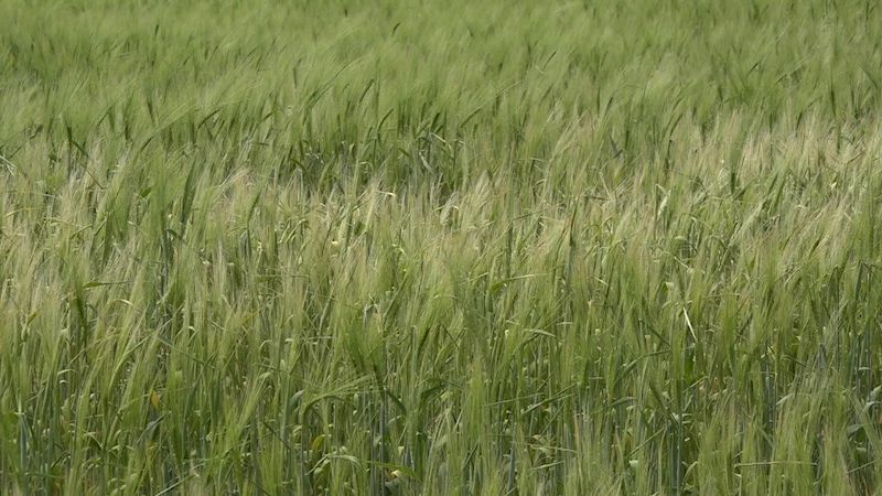 TRAKYALI ÇİFTÇİLERİN UMUTLU BEKLEYİŞİ