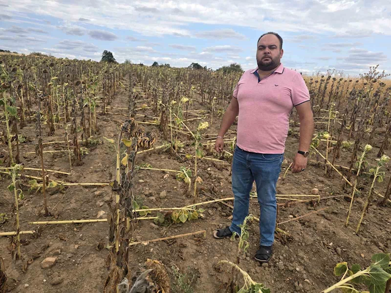 AYÇİÇEĞİ TARLALARI TEHDİT ALTINDA