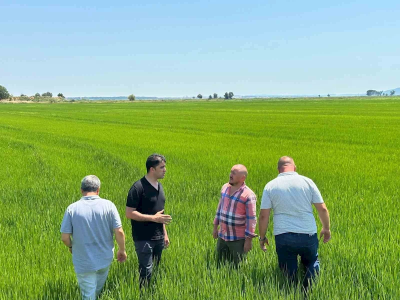 ÇELTİKTE REKOR BEKLENTİSİ