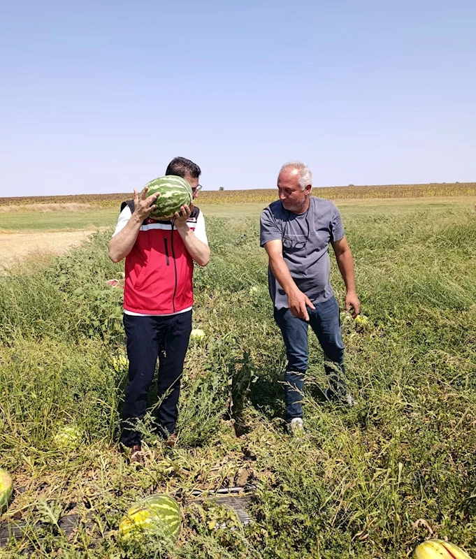 TEKİRDAĞ’DA KARPUZ ÜRETİMİNE YAKINDAN TAKİP