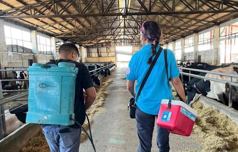 TEKİRDAĞ’DA HAYVAN HASTALIKLARIYLA MÜCADELEDE AŞILAMA ÇALIŞMALARI SÜRÜYOR