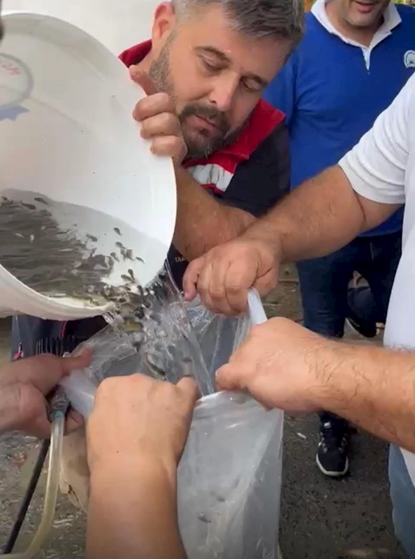 HAYRABOLU’DA GÖLE 200 BİN YAVRU SAZAN BIRAKILDI