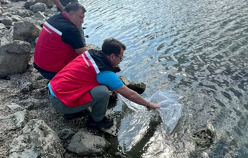 TEKİRDAĞ’DA GÖLETLERE 975 BİN SAZAN YAVRUSU BIRAKILDI