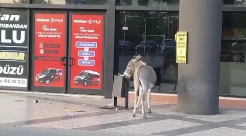 EDİRNE OTOGARI’NDA İLGİNÇ ANLAR: BAŞIBOŞ EŞEK DUBAYI ÇALDI