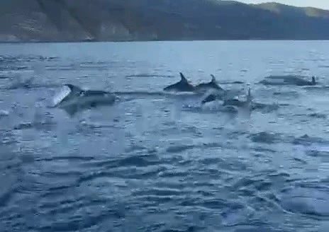 BALIKÇI TEKNESİNİN YANINA GELEN YUNUSLARIN MUHTEŞEM GÖRÜNTÜSÜ