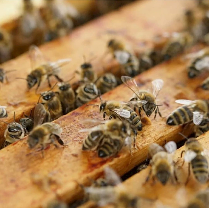 MURATLI’DA BAL ÜRETİCİLERİ HASATTAN MEMNUN