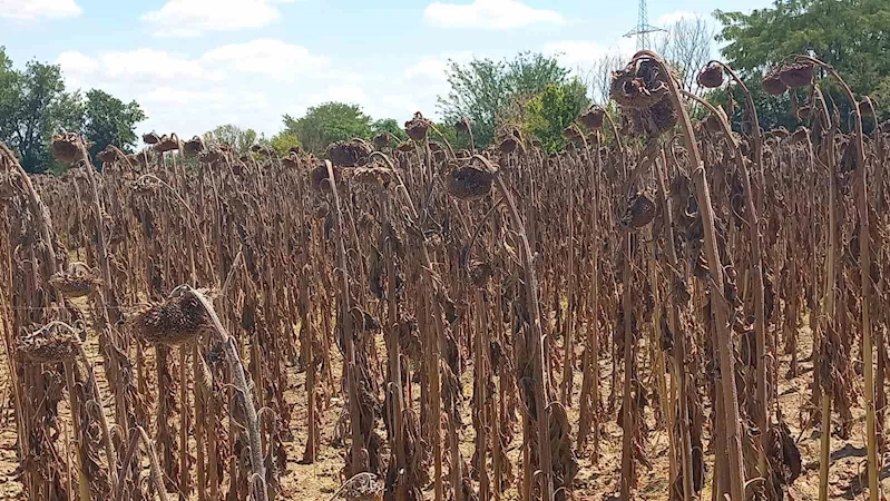 KURAKLIK AYÇİÇEĞİNİ VURDU