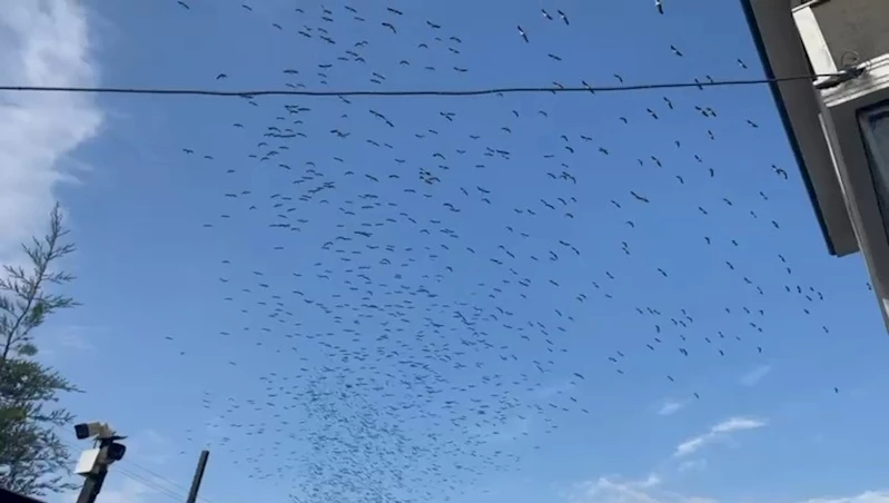 SÜRÜ SÜRÜ DÖNÜYORLAR