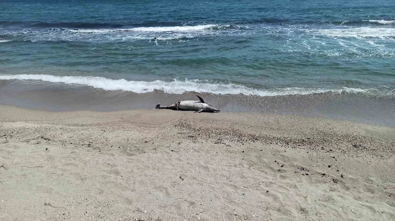 TEKİRDAĞ’DA ÖLÜ YUNUS SAHİLE VURDU