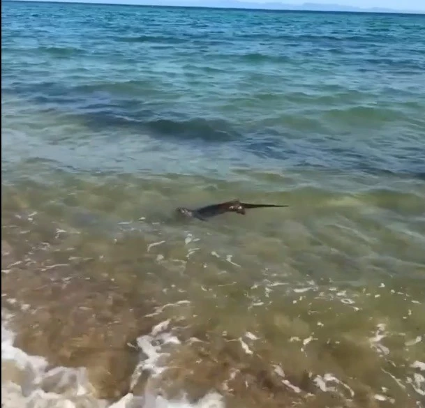 SU SAMURUNUN DENİZ KEYFİ, TATİLCİLER TARAFINDAN GÖRÜNTÜLENDİ