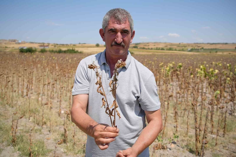 TRAKYA BİRLİK’İN AYÇİÇEĞİ AVANS FİYATINA TEPKİ: ÇİFTÇİ ŞOKTA