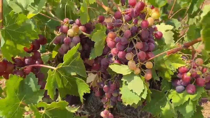 ŞARKÖY’ÜN GARDİNAL ÜZÜMÜNÜN HASADI BAŞLADI
