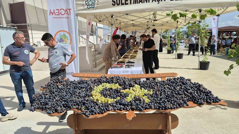 TEKİRDAĞ’DA ÜZÜM ŞÖLENİ: ONLARCA YENİ ÇEŞİT TANITILDI