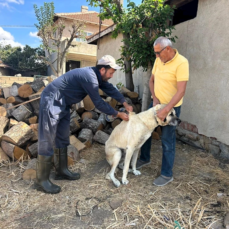 KIRKLARELİ’NDE KEDİ VE KÖPEKLERE ÇİP TAKILIYOR