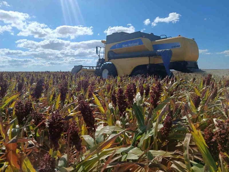 SORGUMLA KURAKLIĞA KARŞI TEKİRDAĞ ÇİFTÇİSİNİN UMUDU