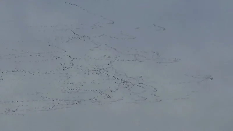 TEKİRDAĞ’DA GÖKYÜZÜNDE LEYLEK ŞÖLENİ