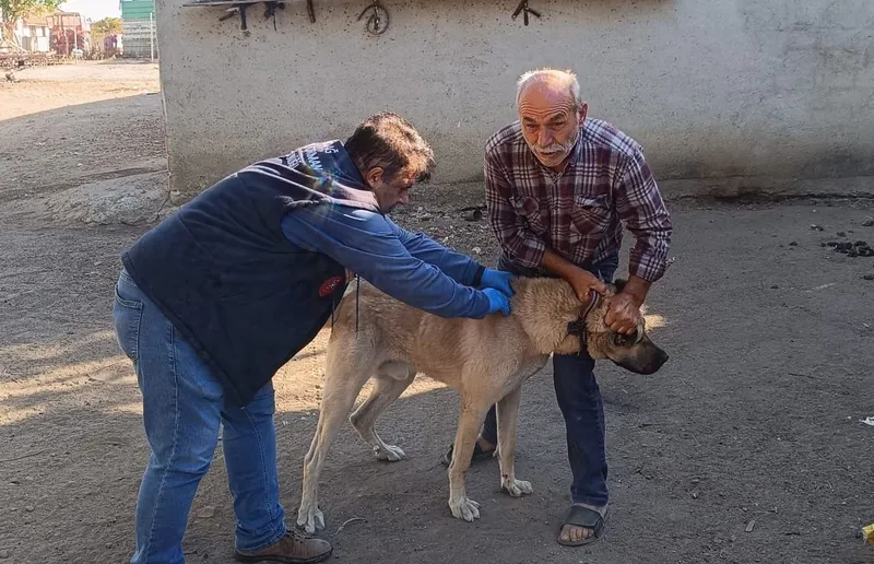 HAYRABOLU’DA KEDİ VE KÖPEKLER KİMLİKLENDİRİLİYOR