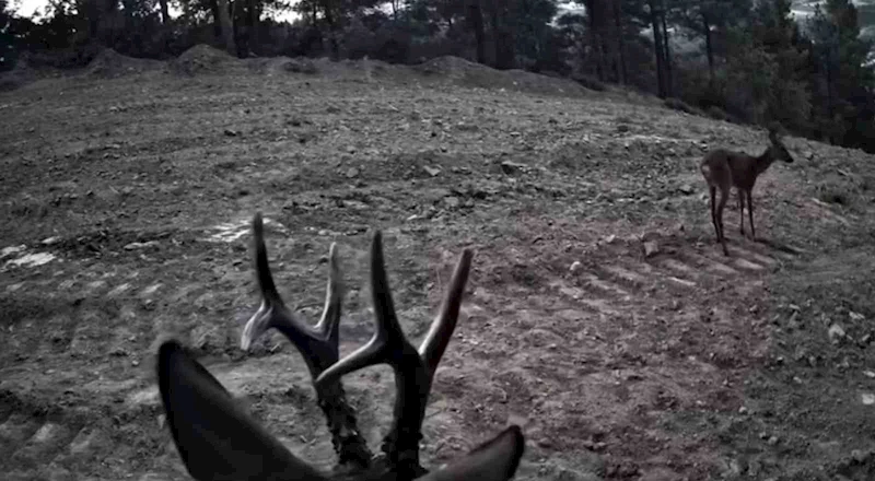 TEKİRDAĞ’DA FOTOKAPANLARA YANSIYAN KARACALAR GÖRÜNTÜLENDİ