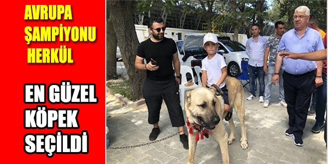 EN GÜZEL KÖPEK SEÇİLDİ