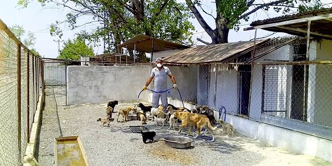 MARMARAEREĞLİSİ SOKAK HAYVANLARINA EL ATTI