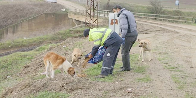 ?HAYVAN DOSTU BELEDİYE? ÇALIŞMALARINA DEVAM EDİYOR