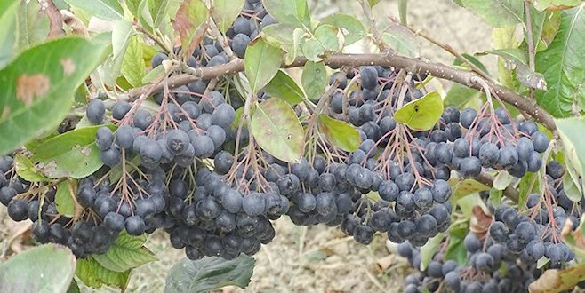 ANAVATANI KUZEY AMERİKA OLAN ARONYA?NIN TEKİRDAĞ?DA HASADI BAŞLADI