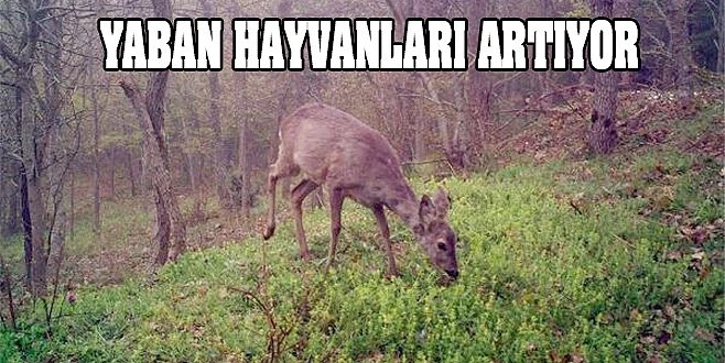 YABAN HAYVANI POPÜLASYONU ARTIYOR