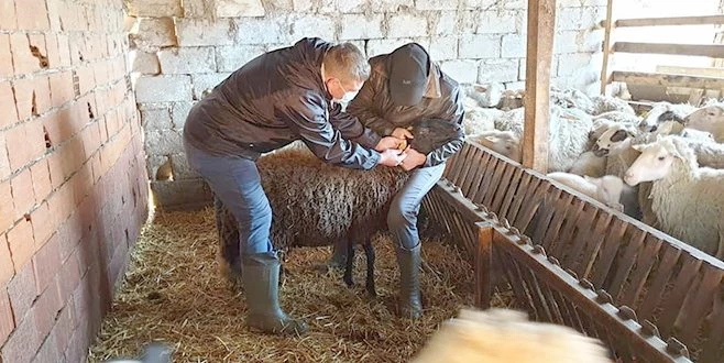 TEKİRDAĞ?DA HAYVANLAR TEK TEK KONTROL ALTINA ALINIYOR