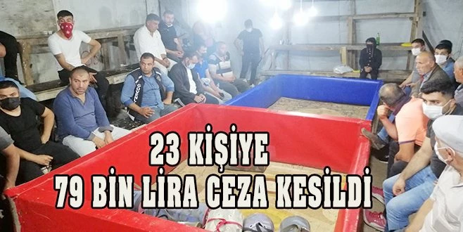 HOROZ DÖVÜŞTÜREN 23 KİŞİYE 79 BİN LİRA CEZA KESİLDİ