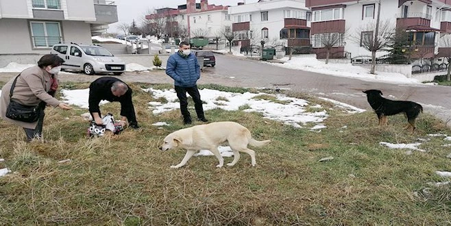 MALKARA KENT KONSEYİ SOKAK HAYVANLARINI UNUTMADI