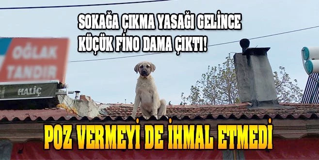 DAMDA KENDİ KENDİNE OYNAYAN KÖPEK GÜLÜMSETTİ