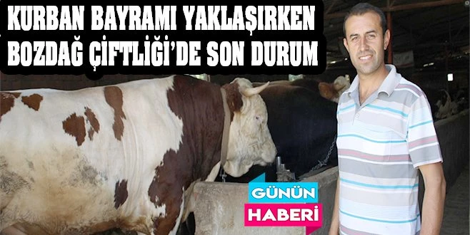 1 TONLUK KURBANLIKLAR BAYRAMI BEKLİYOR!