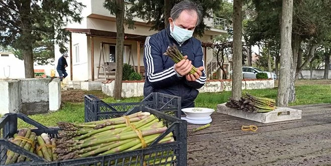 İLK OLARAK 2 YIL ÖNCE TRAKYA?DA EKİLEN KUŞKONMAZIN HASADI YAPILDI 