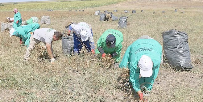 ÇORLU İLK NOHUT HASADINI GERÇEKLEŞTİ