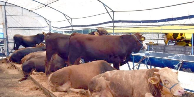 KURBAN SATIŞ MERKEZİ´NDE HAZIRLIKLAR TAMAMLANIYOR