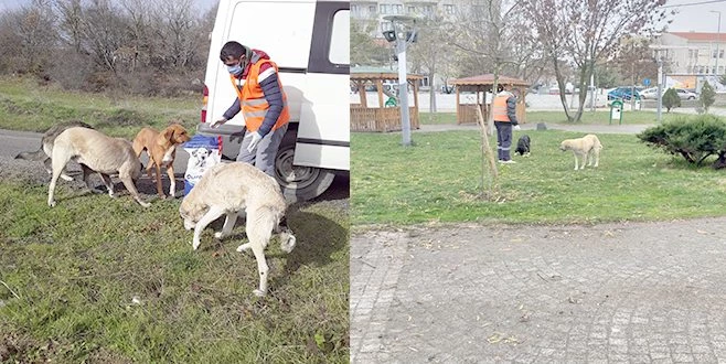 SARAY BELEDİYESİ, PANDEMİ SÜRECİNDE SOKAK HAYVANLARINI UNUTMADI