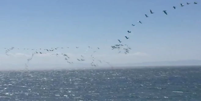 GÖÇ EDEN PELİKANLAR TEKİRDAĞ SEMALARINI KAPLADI